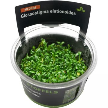 Planta acvariu Stoffels Glossostigma Elatinoides in vitro
