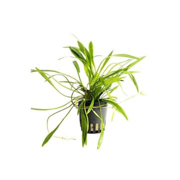 Planta acvariu Stoffels Helanthium bolivianum (Latifolius / Xingu)