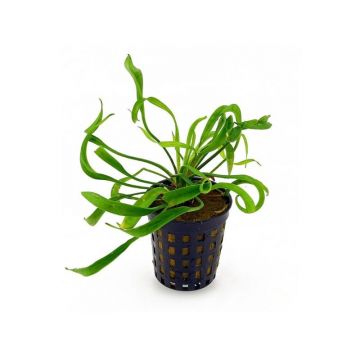 Planta acvariu Stoffels Helanthium bolivianum Vesuvius