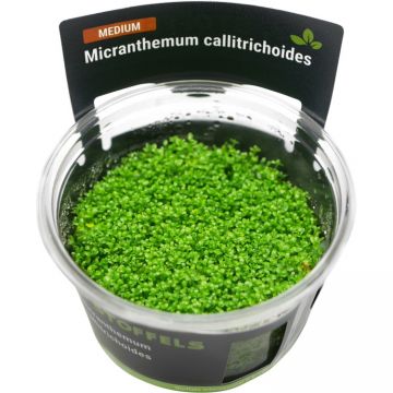 Planta acvariu Stoffels Hemianthus Callitrichoides Cuba in vitro