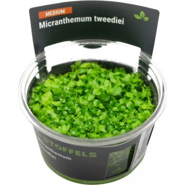 Planta acvariu Stoffels Micranthemum tweedei Monte Carlo in vitro