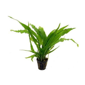Planta acvariu Stoffels Microsorum Pteropus Latifolius