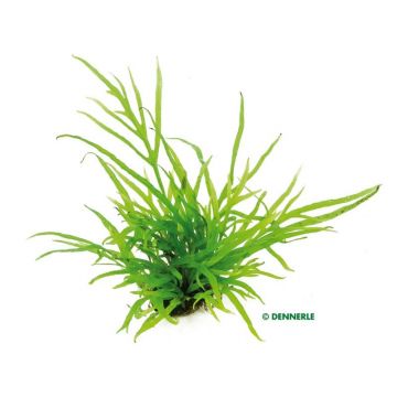 Planta acvariu Stoffels Microsorum pteropus Trident