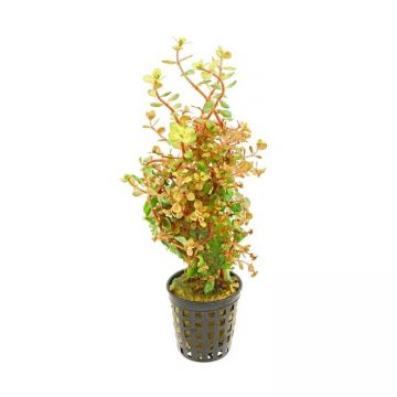 Planta acvariu Stoffels Rotala Indica Rotundifolia