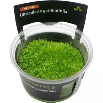 Planta acvariu Utricularia Graminifolia in vitro Stoffels