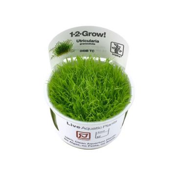 Planta acvariu Utricularia Graminifolia in vitro Tropica