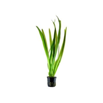 Planta acvariu Vallisneria Americana Gigantea Tropica