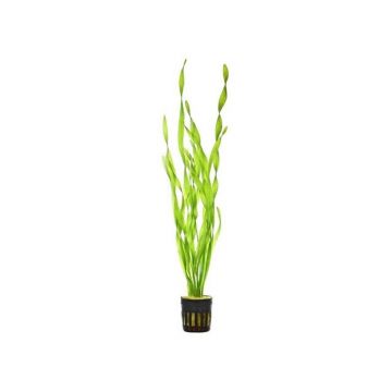 Planta acvariu Vallisneria asiatica Stoffels