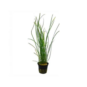 Planta acvariu Vallisneria nana Stoffels