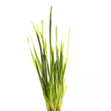 Planta acvariu Vallisneria Spiralis Dennerle
