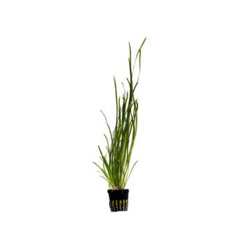 Planta acvariu Vallisneria Spiralis Stoffels