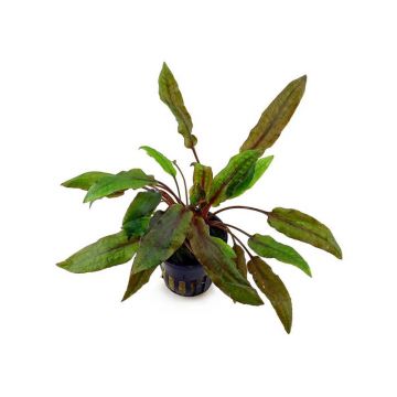 Planta de acvariu Cryptocoryne Wendtii Mi Oya Stoffels