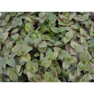 Planta plutitoare Stoffels Callisea Turtle (8 buc)
