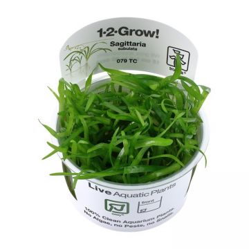 Sagittaria subulata  In-Vitro Tropica