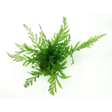 Tropica Bolbitis heudelotii