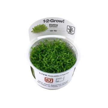 Tropica Elatine Hydropiper in Vitro