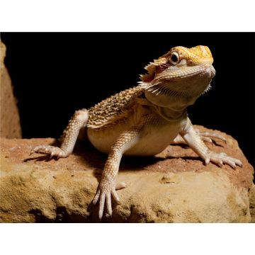 Agama cu barba Pogona vitticeps