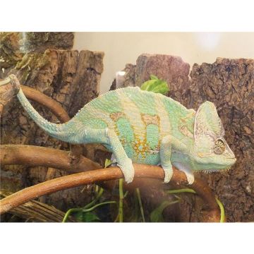 Cameleon calyptratus (Veiled Chameleon)