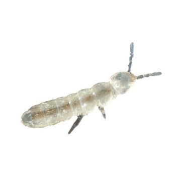 Collembola sp. / Springtails