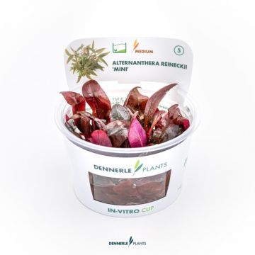 Dennerle Alternanthera reineckii Mini In-Vitro