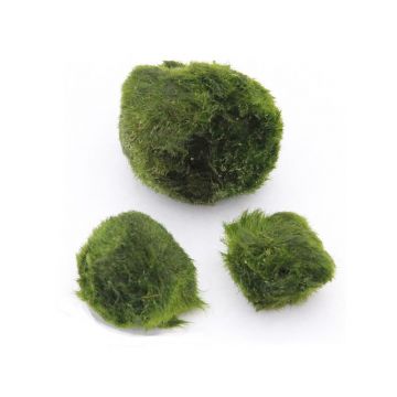 Dennerle Cladophora aegagropila