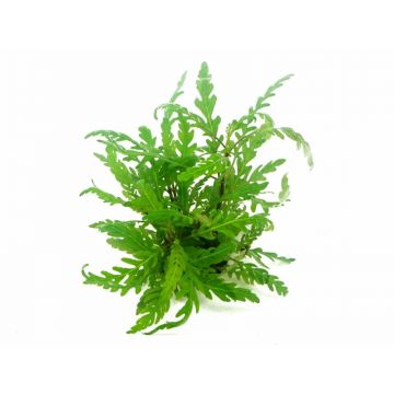 Dennerle Hygrophila pinnatifida