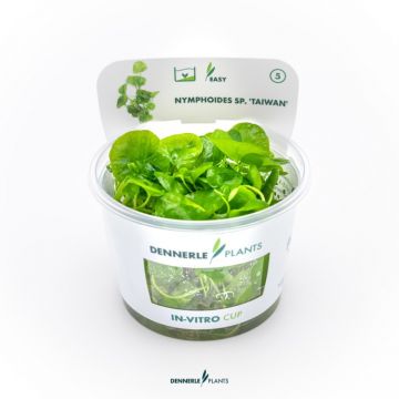 Dennerle Nymphoides sp. Taiwan In-Vitro