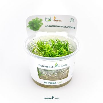 Dennerle Pogostemon erectus In-Vitro