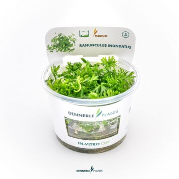 Dennerle Ranunculus inundatus In-Vitro