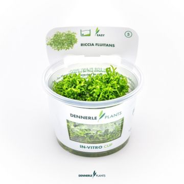 Dennerle Riccia Fluitans In-Vitro