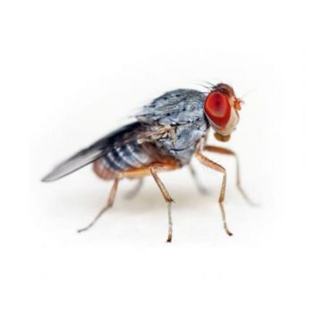 Musculite Drosophila hydei
