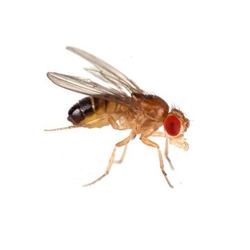 Musculite Drosophila melanogaster