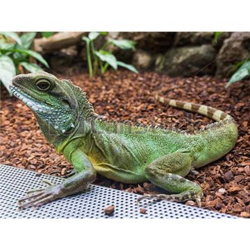 Physignathus cocincinus