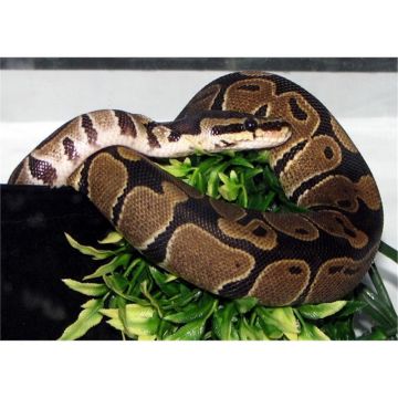 Sarpe Python regius (Piton regal)
