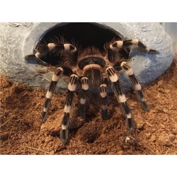 Tarantula Acanthoscurria geniculata