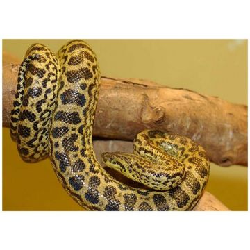 Anaconda galbena (Eunectes notaeus)