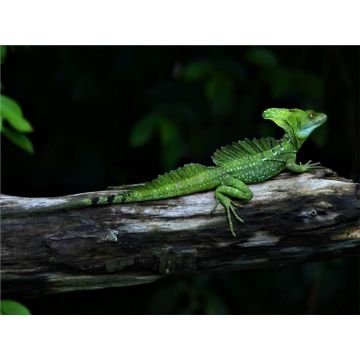Basiliscus plumifrons Green Basilisk