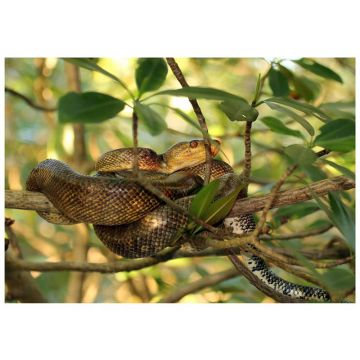 Boa amazonian de copac (Corallus hortulanus)