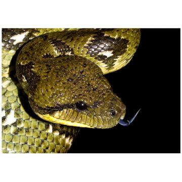 Boa arboricola de Madagascar