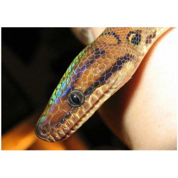 Boa Curcubeu columbian