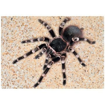 Brazilian Giant Whiteknee Tarantula