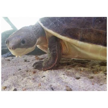 Broasca testoasa Elseya branderhorsti