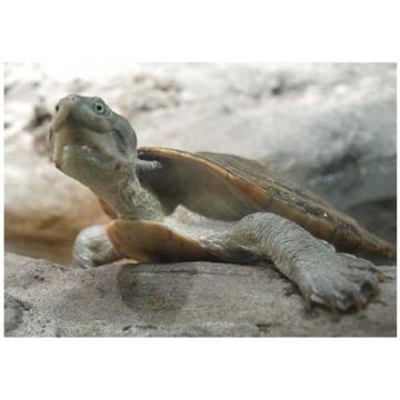 Broasca testoasa Elseya novaeguineae (schultzei)