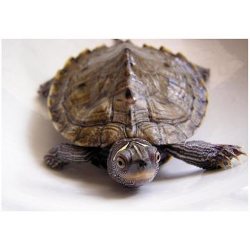 Broasca testoasa Graptemys kohni (Testoasa Harta de Missisipi)