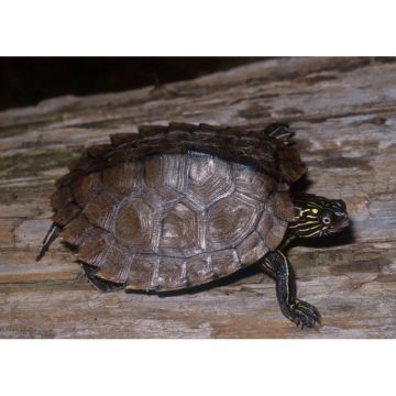 Broasca testoasa Graptemys ouachitensis (Ouachita Map Turtle)