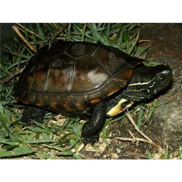 Broasca Testoasa Mauremys Reevesi (Chinemys reevesii)