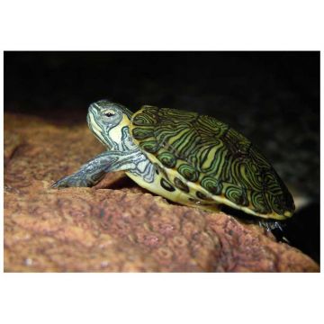 Broasca testoasa Pseudemys concinna hieroglyphica (Cooter)