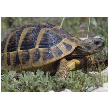 Broasca testoasa Testudo hermanni boettgeri (Hermanns Tortoise)