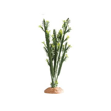 Decor cactus Hobby Euphorbia L
