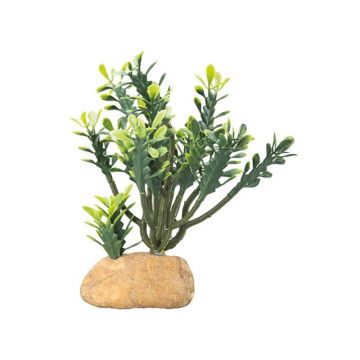 Decor cactus Hobby Euphorbia M